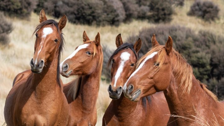 Do horses eat meat. Herbivores or omnivores. Wild horse herd