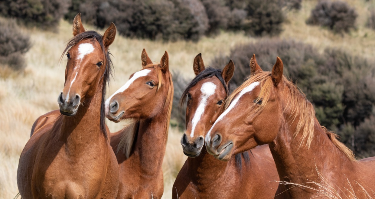 Do Horses Eat Meat? Are Horses Herbivores or Omnivores?