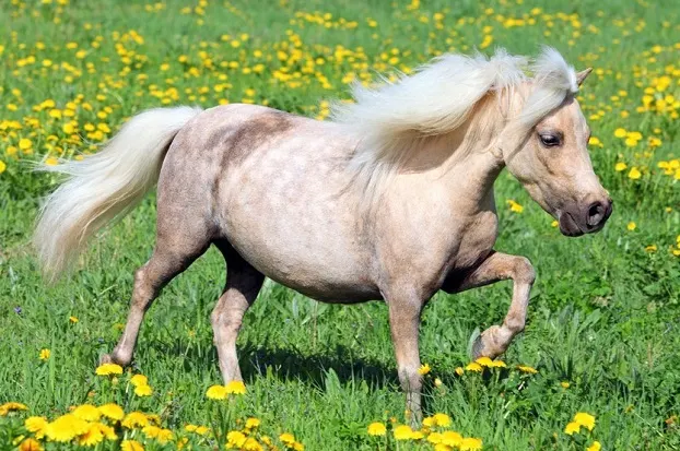 Small Falabella pony trotting in a lush meadow field