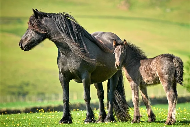 Black Fell Pony and foal in the wild