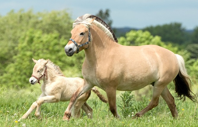 Fjord mare and her foal trotting in a field