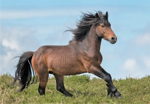Wild Garrano horse breed stallion in the Portuguese wild