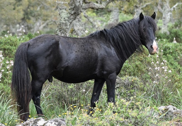 Giara horse in the Sardinian wild