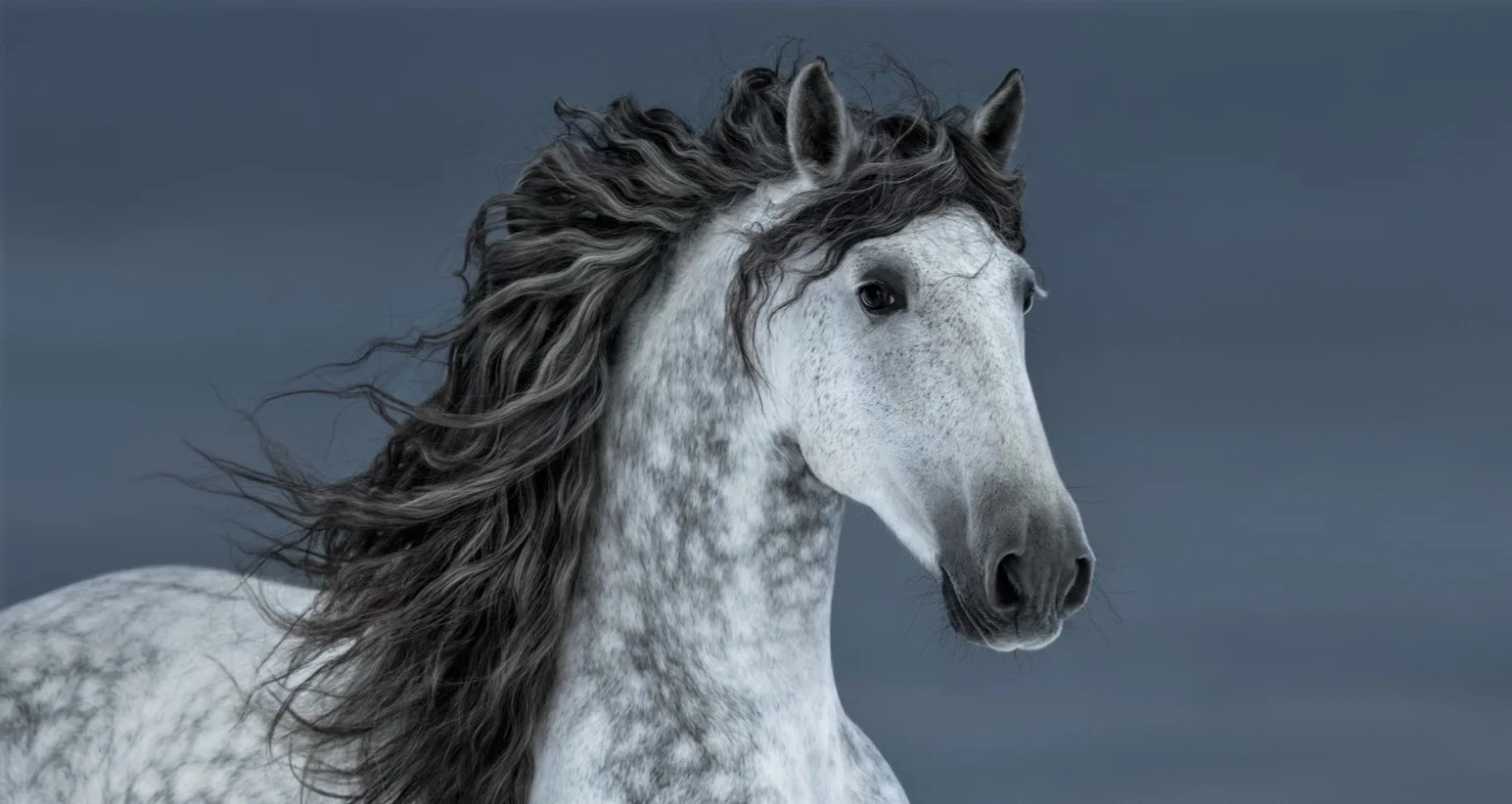 Grey Andalusian horse breed with a long dark mane