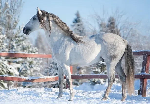 Grey Andalusian horse standing in a snowy field