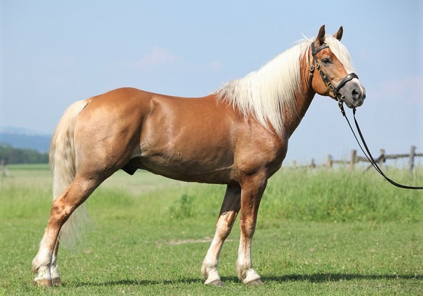 Haflinger horse stallion being held in a field with a bridle on