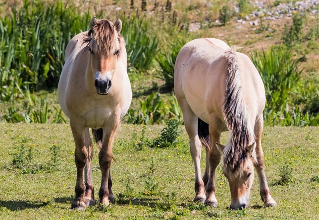 Two  Henson horses in the bay of Somme, France