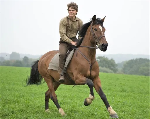 Horse Joey from the movie War Horse