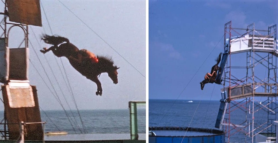 What is Horse Diving? Is It Cruel? Facts, History & FAQs