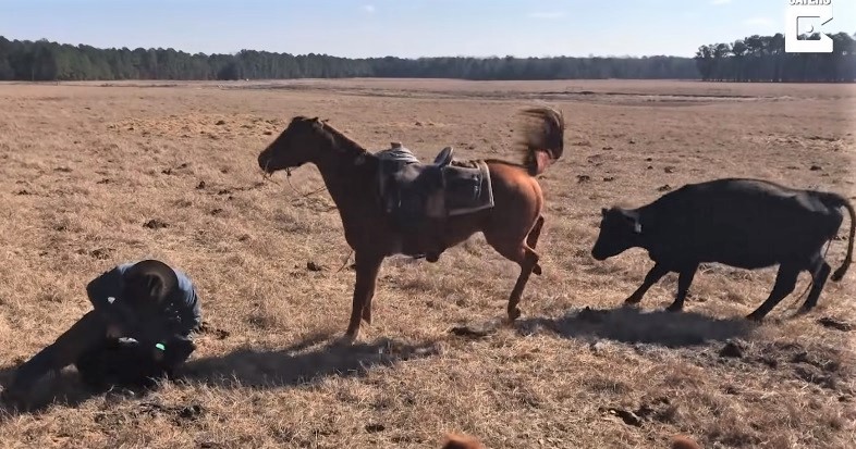 Horse protecting a cowboy from a cow