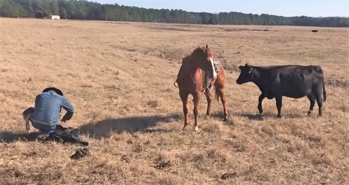 Horse protects human from cow