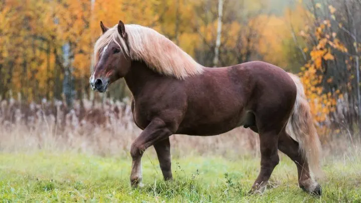 How much horsepower does a horse have