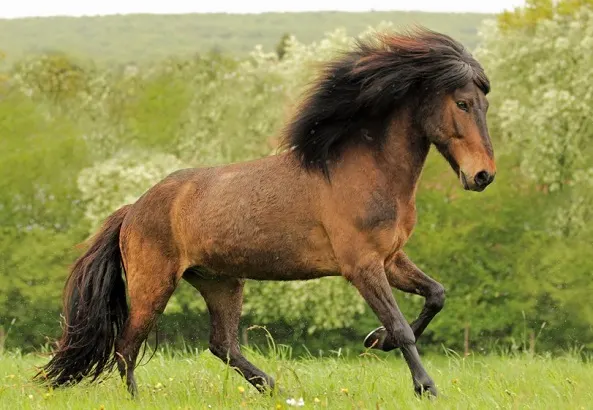 Icelandic horse with a long mane running through a field