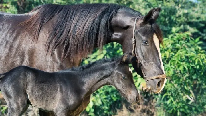 Horse and foal, Indian horse breeds native to India