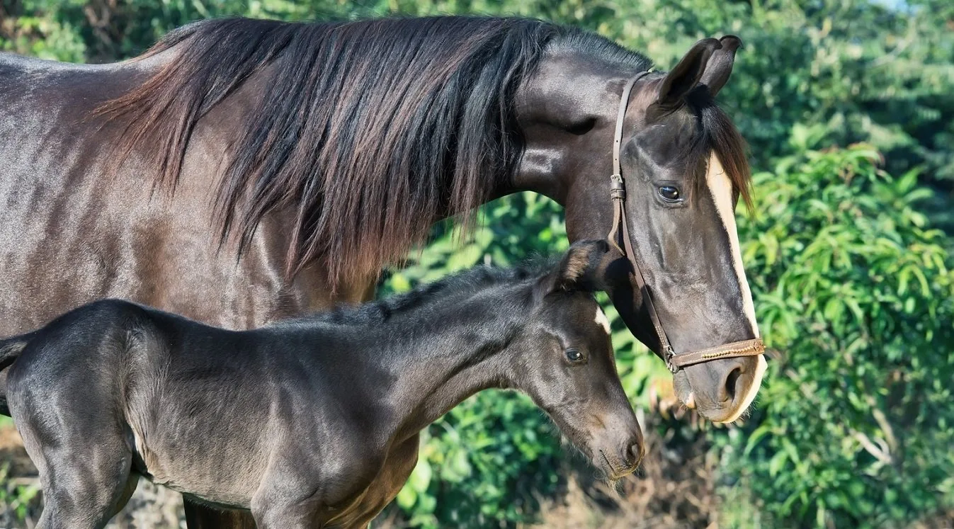 Horse and foal, Indian horse breeds native to India