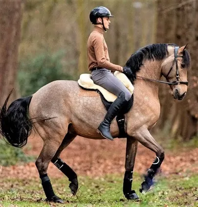 Jesse Drent's horse Gaio, a gorgeous buckskin Lusitano gelding