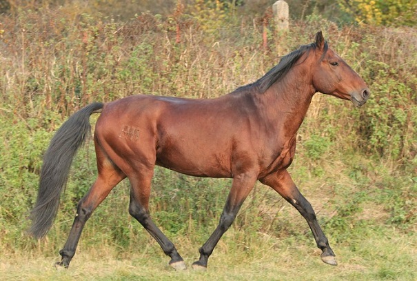 Kabarda horse breed originating from Russia running through a field