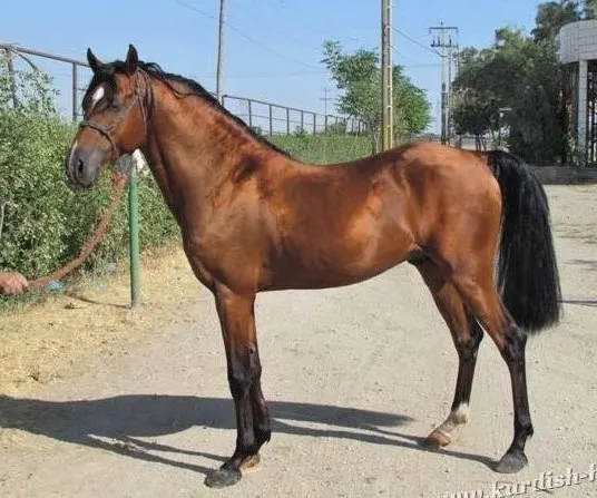 Kurdish horse breed originating in Persia