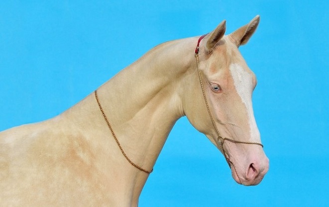 Light haired Akhal-Teke horse breed with a blue background