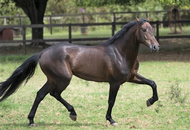 Bay Lusitano horse breed originating from Portugal