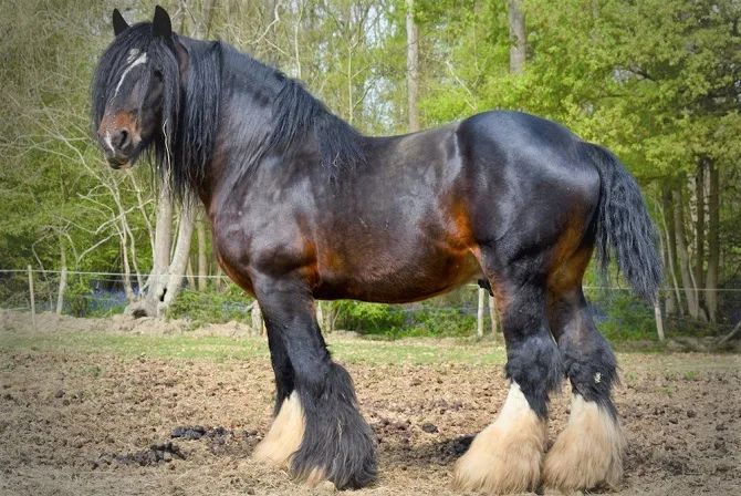 Male Shire horse with big muscles and long hair