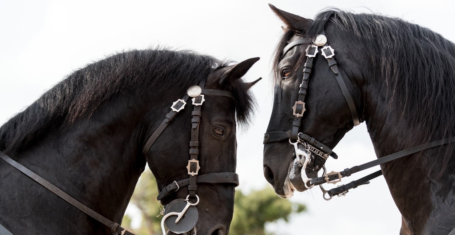 10 Horse Breeds You’ve Never Heard Of