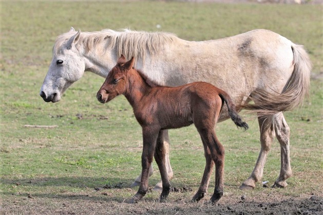 Manipuri horse mare with a foal in a field
