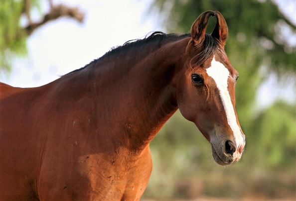 Marwari, Indian horse breed with curly ears