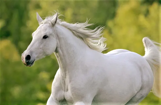 White Missouri Fox Trotter horse breed
