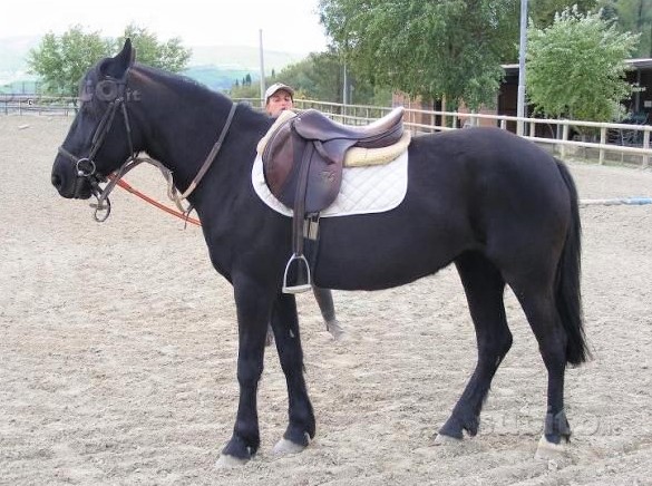 A black Monterufolino horse with riding tack on standing in a ménage