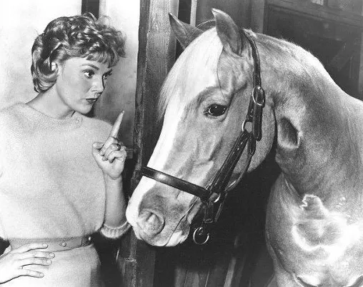 Mr Ed, the talking horse sitcom in the 1960's