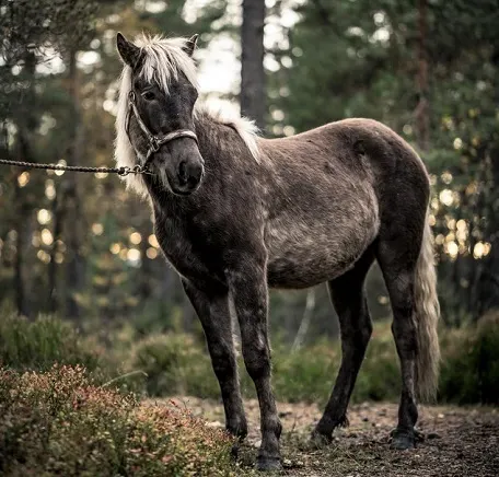 Nordlandshest horse standing in a Scandinavian forest