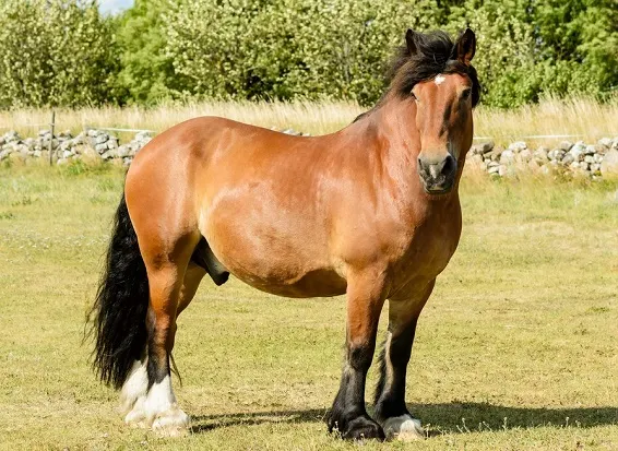 Brown North Swedish Horse standing in a field