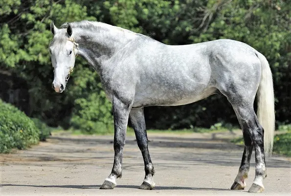 Dapple grey Orlov Trotter horse