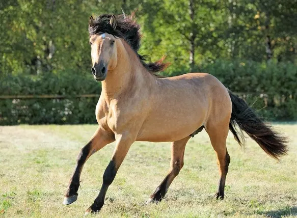 Paso fino stallion galloping free in summer evening ranch
