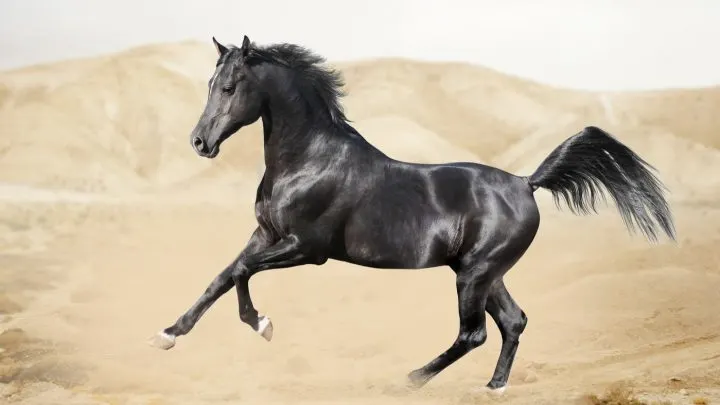 7 Native Persian Horse Breeds
