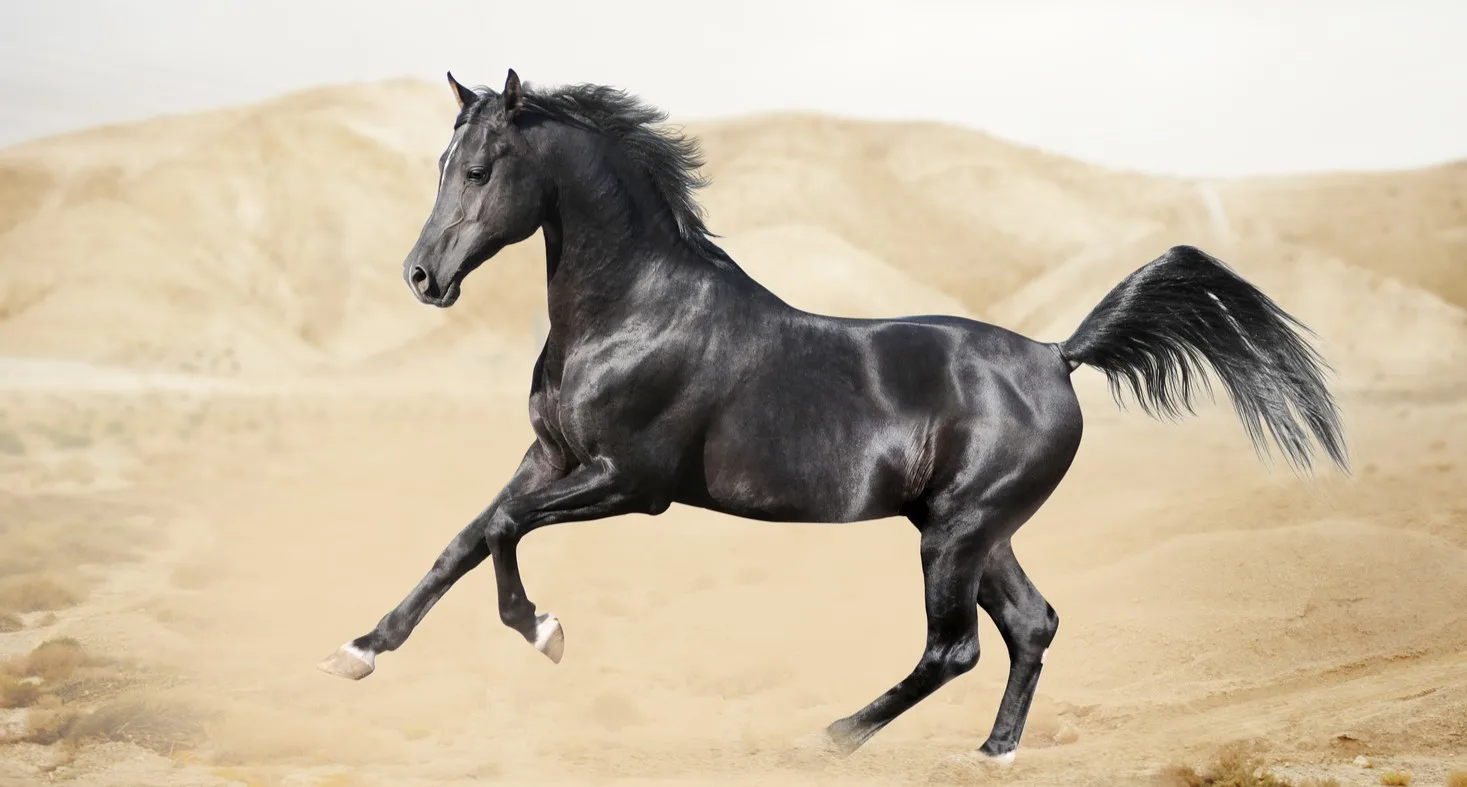 7 Native Persian Horse Breeds