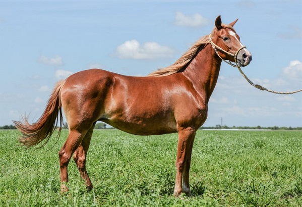 Chestnut Peruvian Paso horse standing in a field with a bridle on