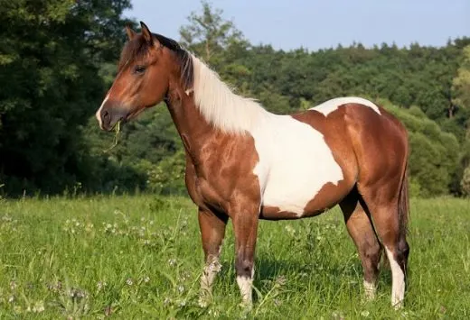 11 Fascinating Paint Horse Facts You Probably Didn't Know