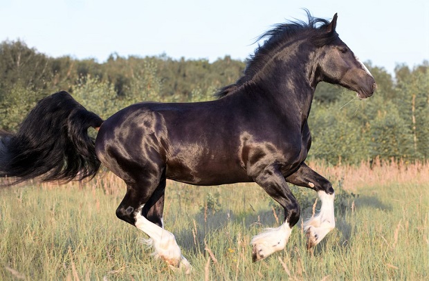 Russian Heavy Draft horse breed running through a field