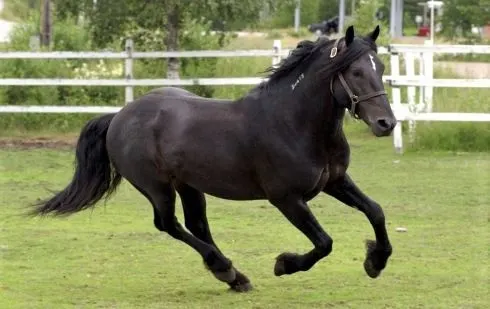 A black Scandinavian Coldblood Trotter horse canting in a field