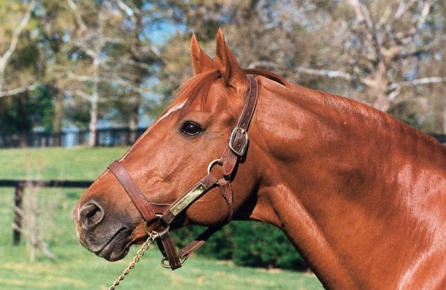 Face and head profile photo of Secretariat, famous thoroughbred racehorse