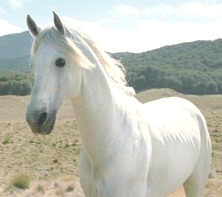 Shadowfax horse from The Lord of the Rings movies