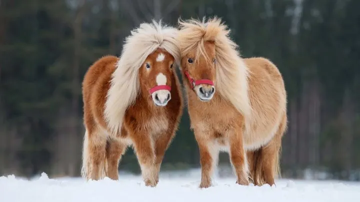 Facts about the Shetland Pony breed with two Shetland ponies standing in a snowy field