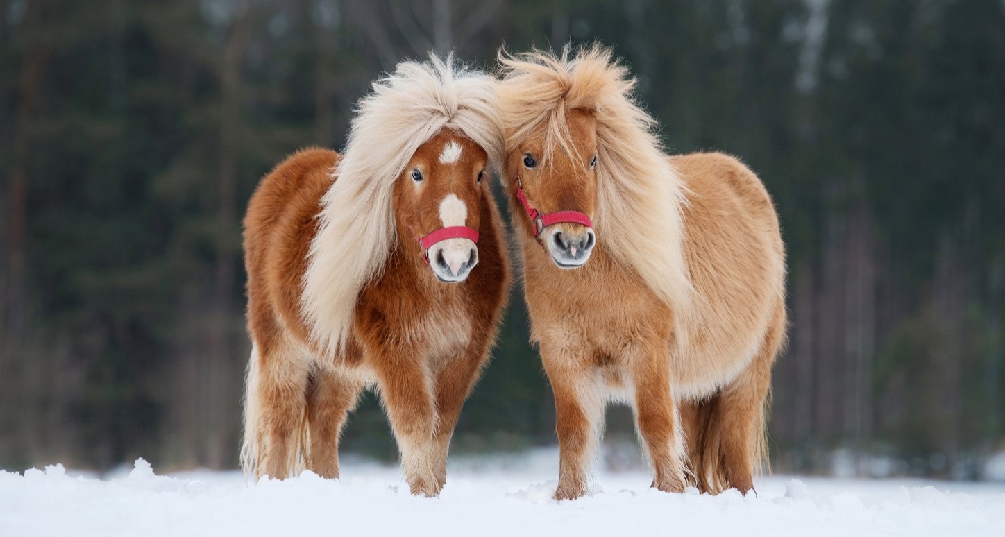 Facts about the Shetland Pony breed with two Shetland ponies standing in a snowy field
