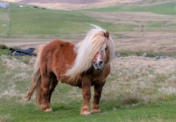 Shetland Pony in the Shetland Isle moors