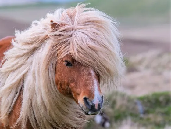 Shetland pony with a long mane and forelock