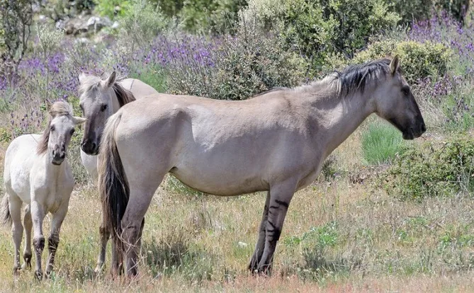 Sorraia horse breed family in the Portuguese wild