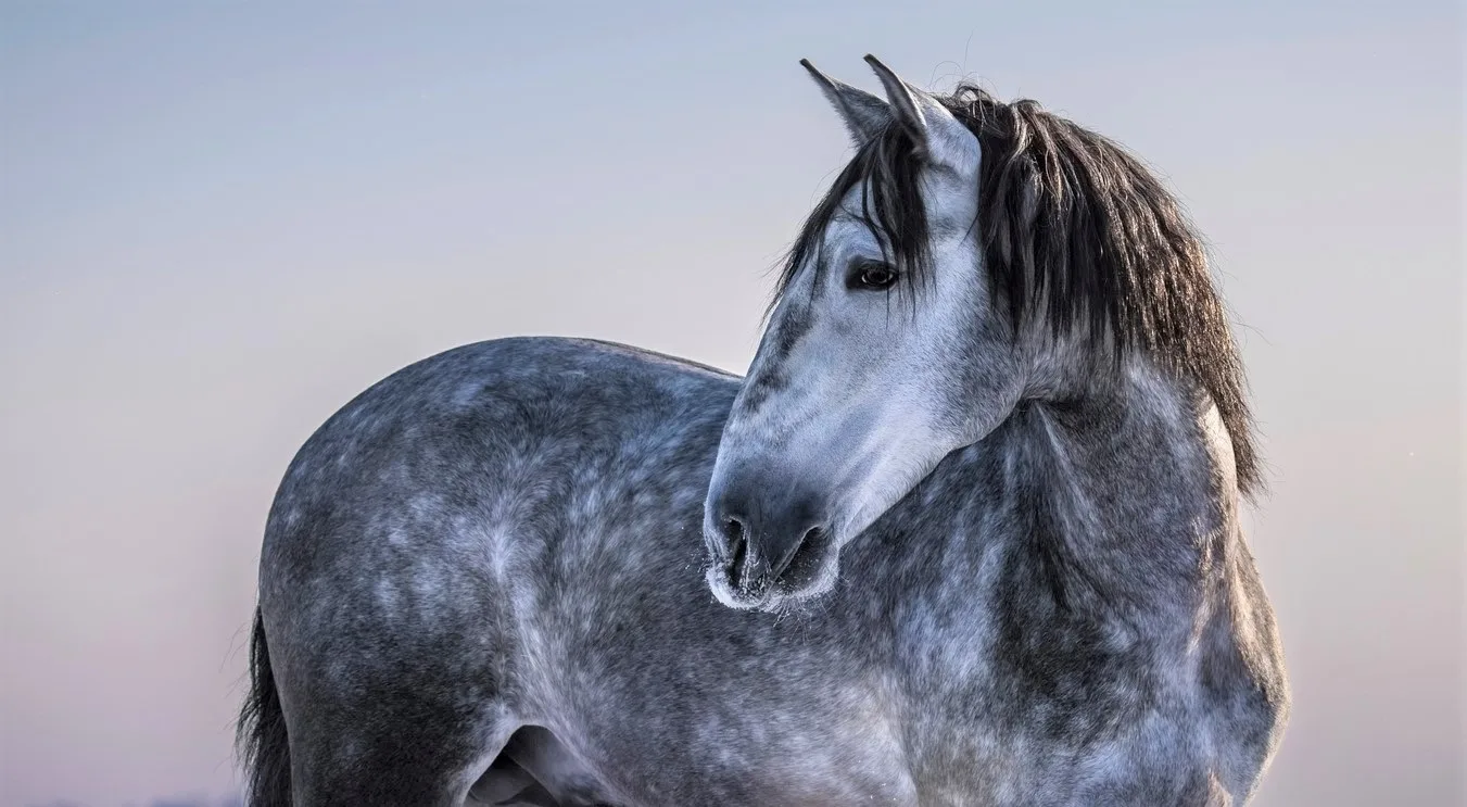 15 Native Spanish Horse & Pony Breeds
