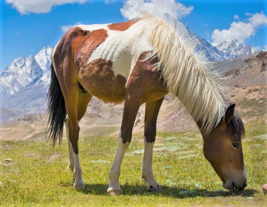 Spiti horse bred in the Indian mountains